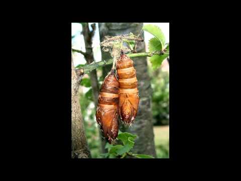 Wégső Csapás - Ha lepke leszek