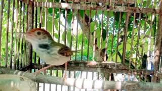 Download lagu Masteran prenjak lumut gacor narung memancing prenjak lain agar bunyi mp3