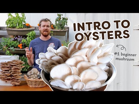 New to growing oyster mushrooms? Start here!