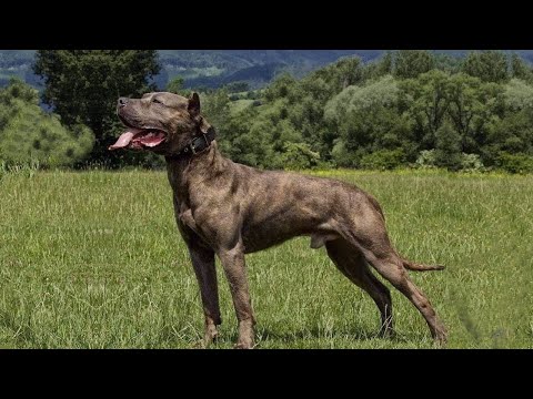 Get To Know The American Bandogge: A Regal Beast