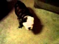 Just Moosin Around