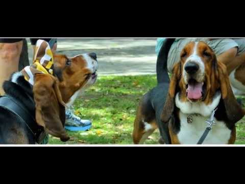 Encontro de orelhudos. Rio de Janeiro. 2013