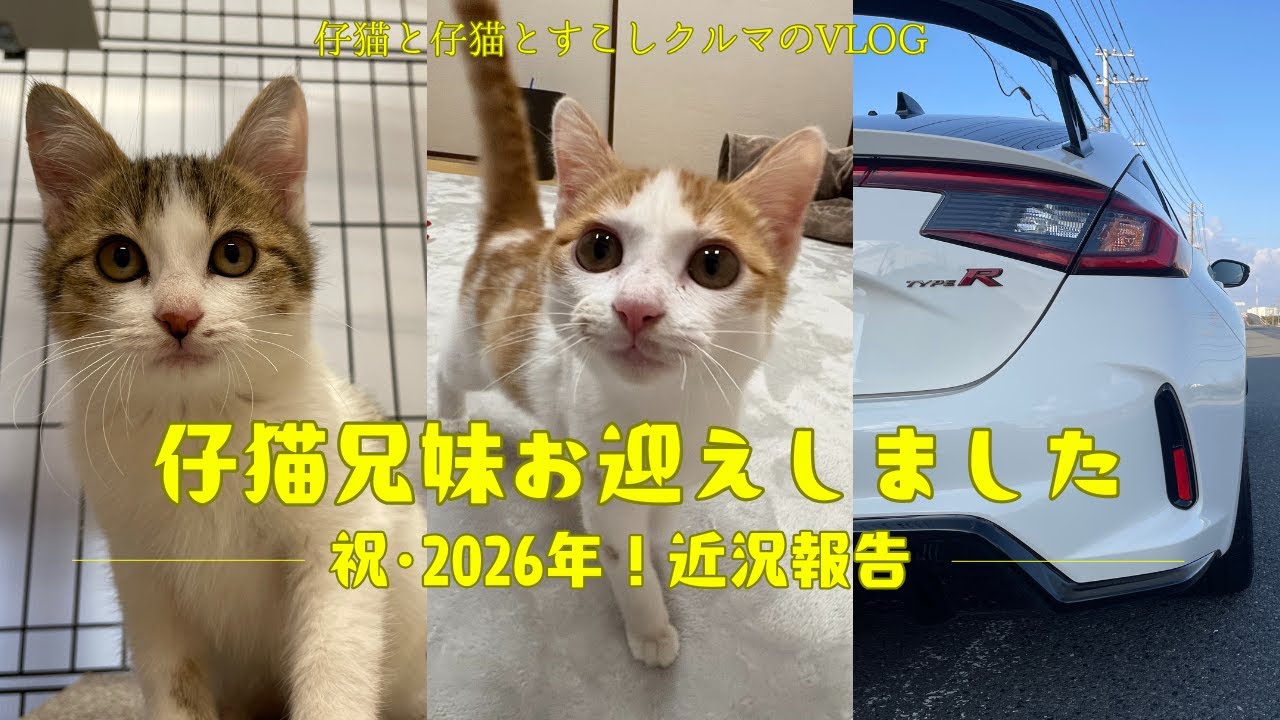 【保護猫】仔猫兄妹をお迎えしました！近況報告と肉球家の今【FL5 CIVIC TYPE R】