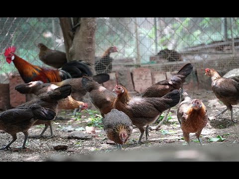 47 Imperessive rooster crowing in the morning compilations 2018 - Chant du Coq