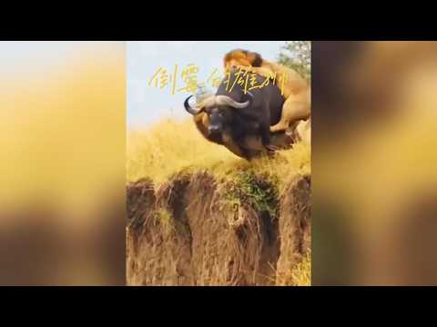 雄獅狩獵水牛反遭圍剿，慘遭頂撞狼狽落敗的驚險瞬間 #野生動物 #獅子捕獵 #動物世界 #自然生態