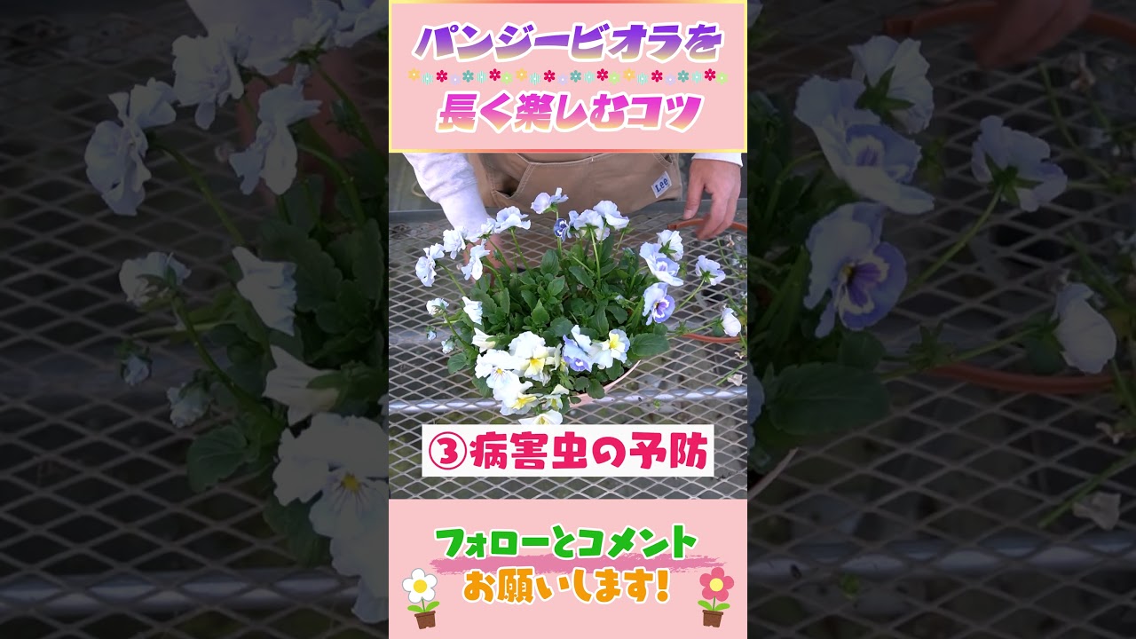 春にパンジービオラを長く楽しむコツ by 園芸チャンネル 854 #園芸 #ガーデニング #初心者