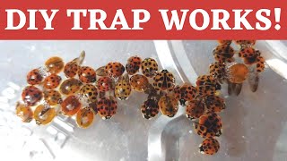 DIY simple potent trap for invasive Asian Lady Bugs, Stink Bugs and Fleas!