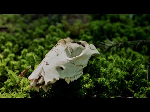 wickerbird - hacksilver