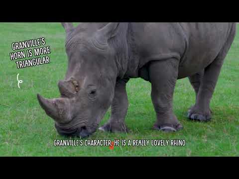 An update on Granville and Azeeza | Woburn Safari Park