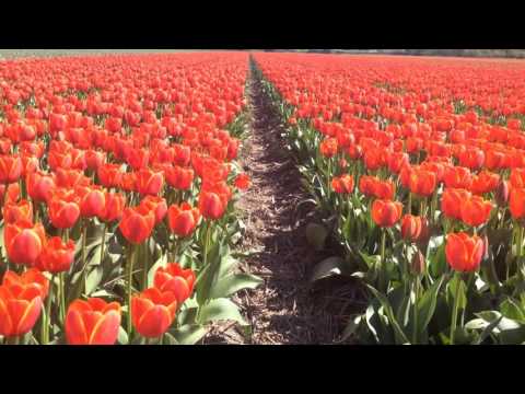 Tulip Fields in Leiden
