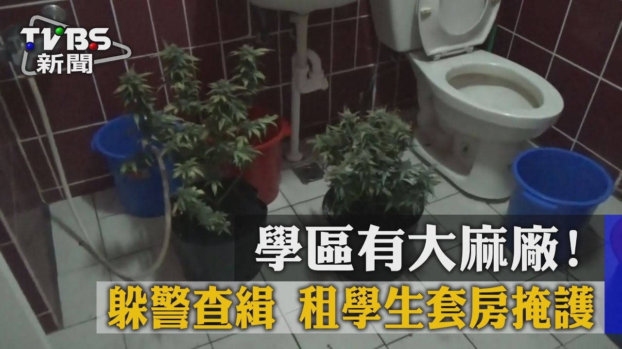 學區有大麻廠!躲警查緝 租學生套房掩護