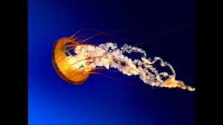 Far Out (3 Jays vs. Bichon Hunters Club Mix) - Sonz of a loop da loop era.wmv