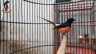 Download lagu PANCINGAN MURAI BATU BORNEO NGRIWIK NGEPLONG ISIAN mp3