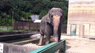preview picture of video 'Elefante do Zoológico de Okazaki'