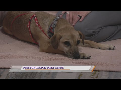 Pets Fur People: Meet Clyde - YouTube