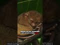 Monkeys Also Dream Tarsier Fact Shorts Facts Viralfacts TarsierMonkey AnimalFacts BrainFact