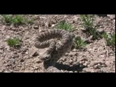 YouTube Video _ME1gS7s8c4