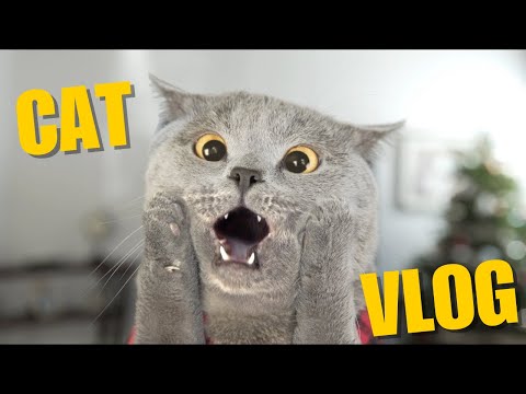 IS MY CAT A GENIUS?! SHOCKING TRICKS SHE TAUGHT HERSELF!