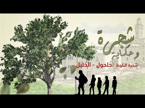 برنامج شجرة وحكاية/ شجرة البلوط في مدينة حلحول -الخليل