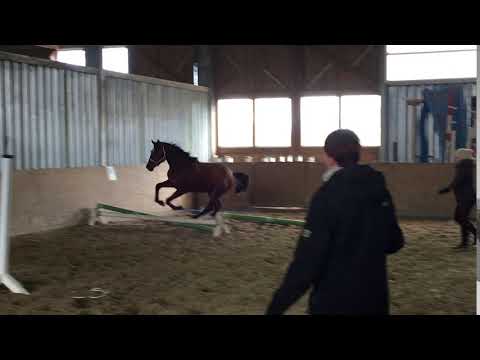 Holsteiner Hengst von Dinken geb. 2015