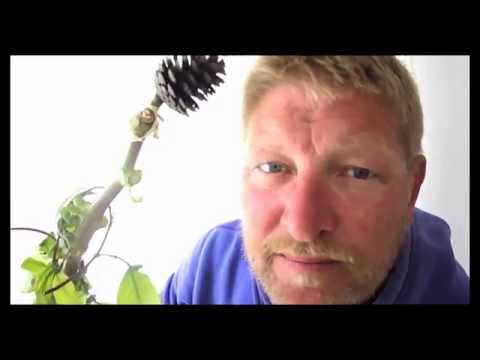 My magical Thrysus for Greece