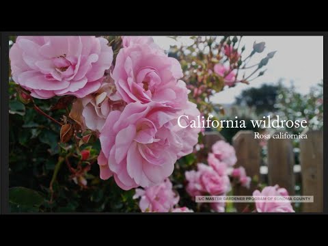 California wildrose (Rosa californica)