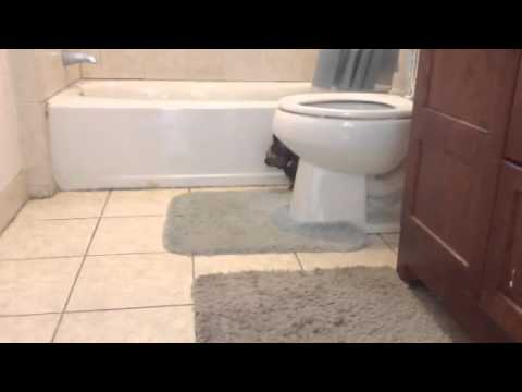 My cat misses me....