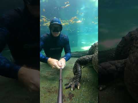 Alligator Boca Raton