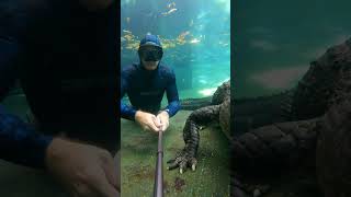Gator attack underwater, what should you do! #gator #alligator