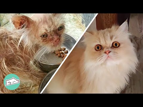 Rescue Cat Was Hungry For Attention and Love. She Finally Got It | Cuddle Rescue
