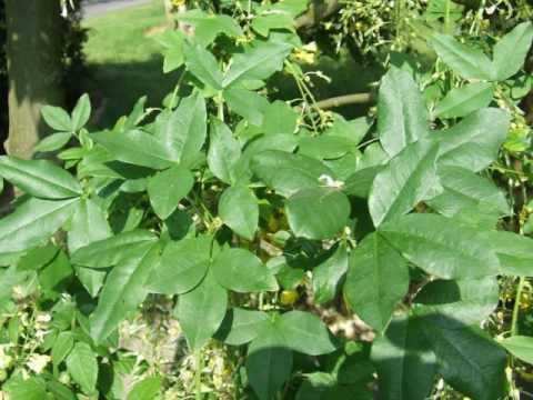 download lagu mp3 mp4 Laburnum Anagyroides Vossii, download lagu Laburnum Anagyroides Vossii gratis, unduh video klip Laburnum Anagyroides Vossii