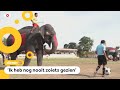 Whut?! Olifanten voetballen tegen kinderen