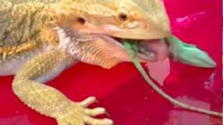 Bearded Dragon eats Green Anole lizard for the first time !