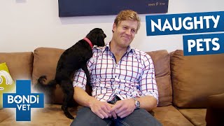 Most Chaotic Hormonal Pets | Bondi Vet Compilation
