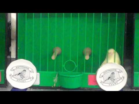 staffordshire show 2015 mutation greenfinch 2