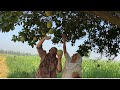 Beautiful And Yummy Fruit Garden Visit