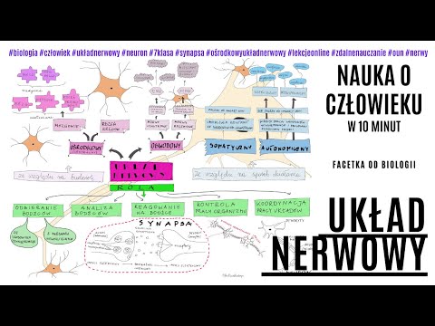 Układ Nerwowy | Budowa i Rola Układu Nerwowego | Darmowe korepetycje z biologii | Film edukacyjny