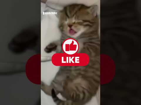 #cats #cuteanimals #catsoftiktok #cutecat #foryourpage