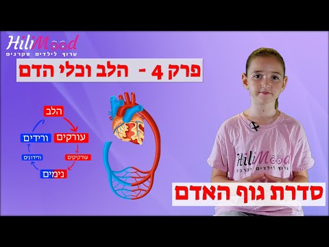 הילימוד - גוף האדם | פרק 4 - הלב וכלי הדם | גוף האדם לילדים