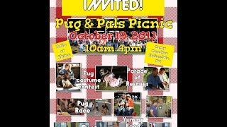 Snarfle the Pug! Pugs N Pals Picnic 2013