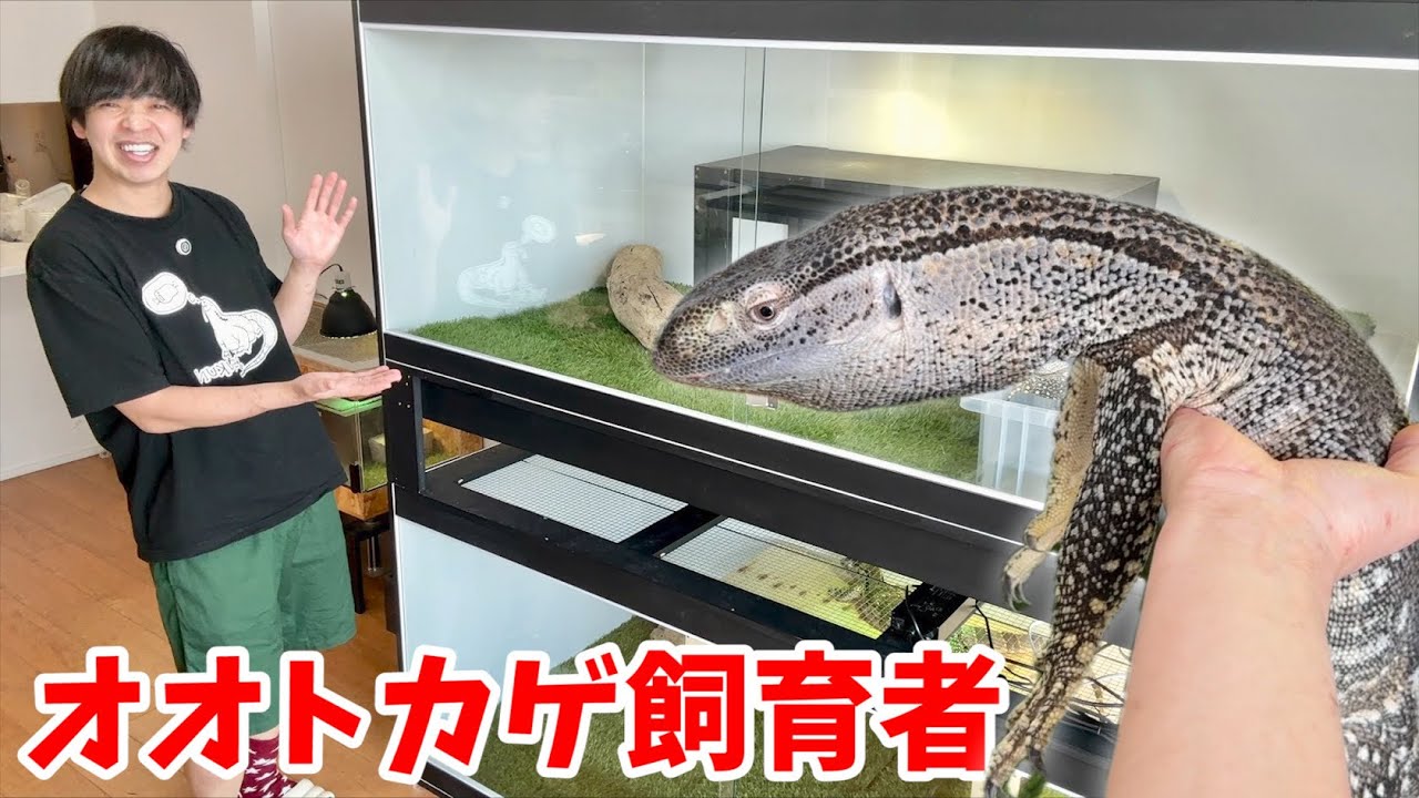 【衝撃】タワマンでアフリカンロックモニター3匹を飼う家に行ったらヤバすぎた...【お宅訪問】