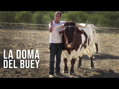 La Doma del Buey o Cabestro y un Joven Cabestrero Adolfo Arranz Finca Ilusiones 2020