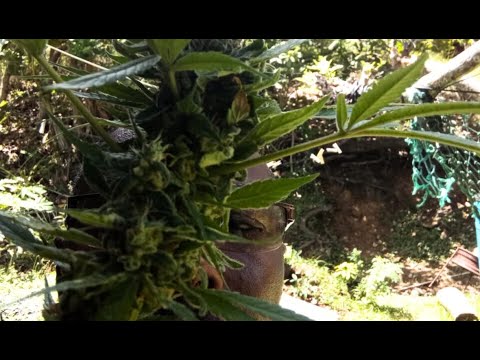 DOCUMENTARY |HOW AMERICA BURNT BILLIONS OF DOLLARS IN THE CARIBBEAN