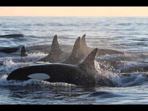 Earthcast SOS - Awesome, Intelligent Cetaceans