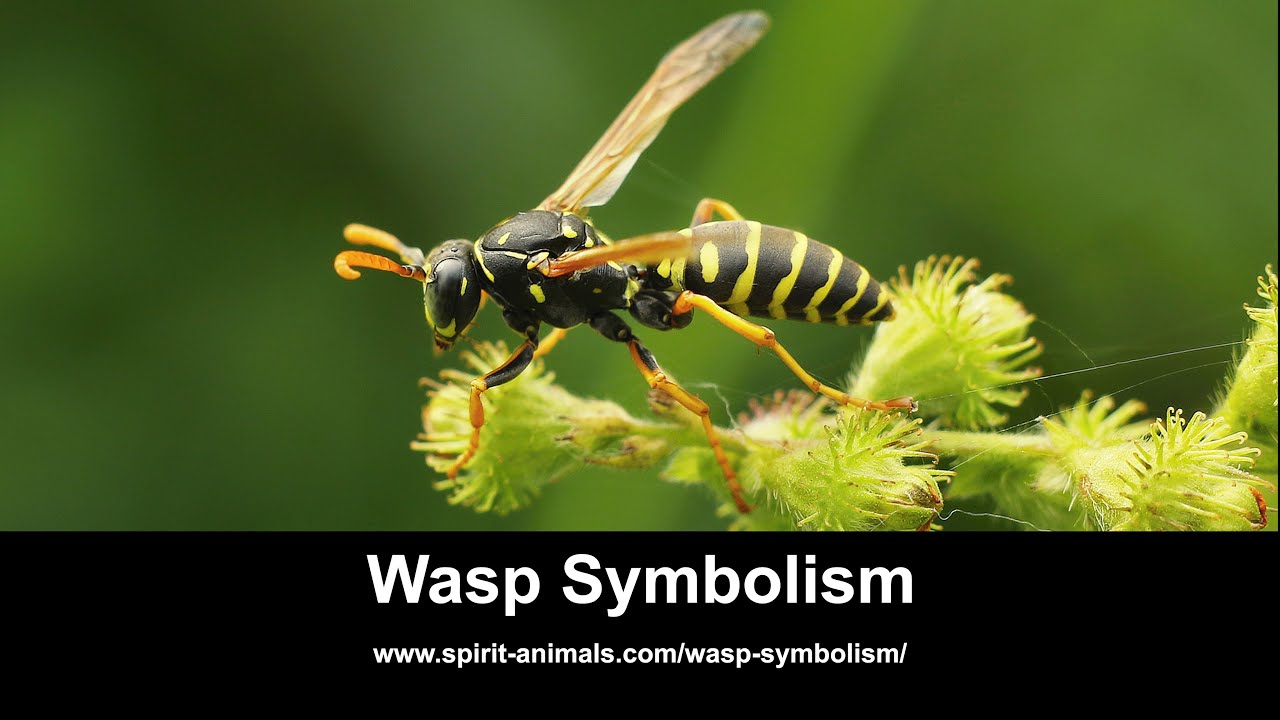 Are wasps An omen?