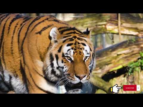 Wild Tiger | animals 4k