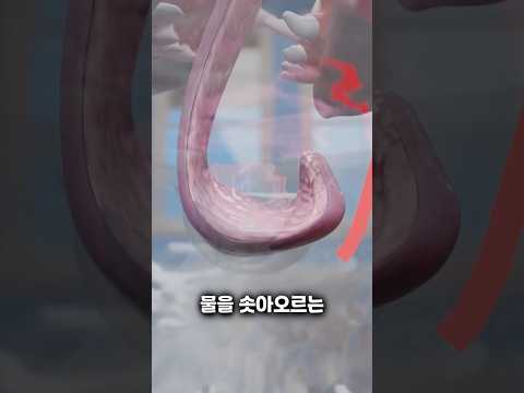 강아지는 물을 마시지 않고 먹습니다