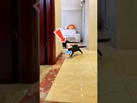 Les chats adorent le drift façon Tokyo #shorts