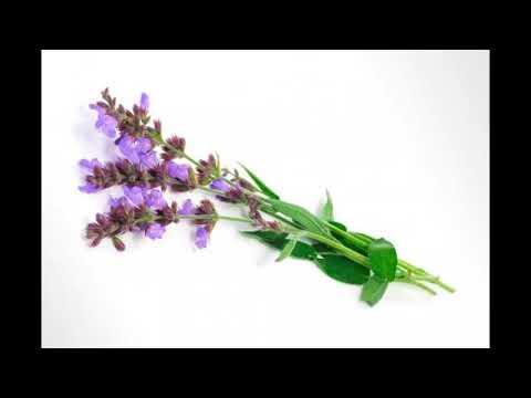 Triotonic meets Lorenz Raab - Salbei