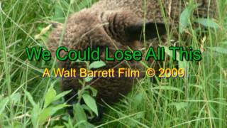 preview picture of video 'We Could Lose All This by Walt Barrett'